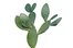 el cactus