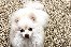 doggy