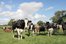 cattle