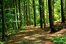woods