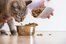 feed the cat
