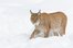 el lince