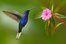 flutter