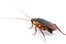 la cucaracha