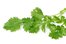 el cilantro
