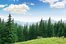 el bosque