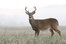 stag