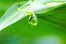 la gota