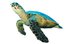 sea turtle