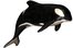 killer whale