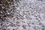 sleet