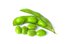 soybean