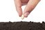 seed