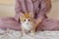 feline
