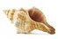 conch