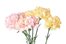 carnation