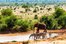 wildlife