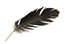 la pluma