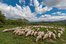 flock