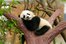 el panda