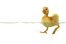 duckling