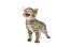 kitty