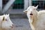 baa