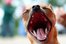 yawn