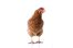 hen