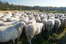 herd