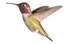 el colibrí