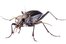 insect