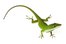 el lagarto