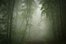 misty