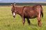 mule
