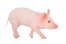 el puerco
