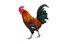 el gallo