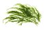 seaweed