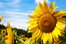 el girasol