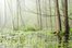 swamp