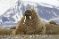 walrus