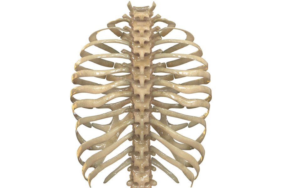 Ribs in Spanish English to Spanish Translation