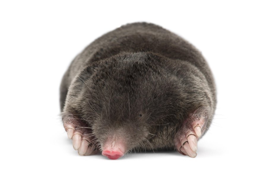 Mole in Spanish | English to Spanish Translation - SpanishDictionary.com