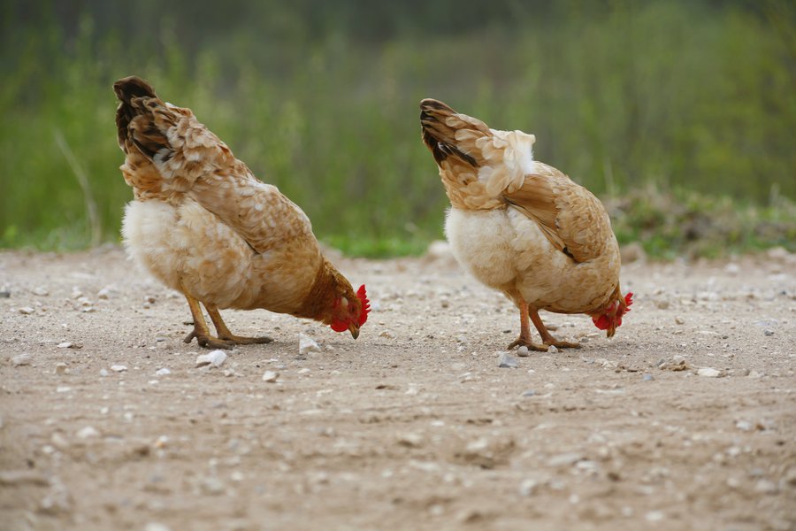 Chicken in Spanish English to Spanish Translation