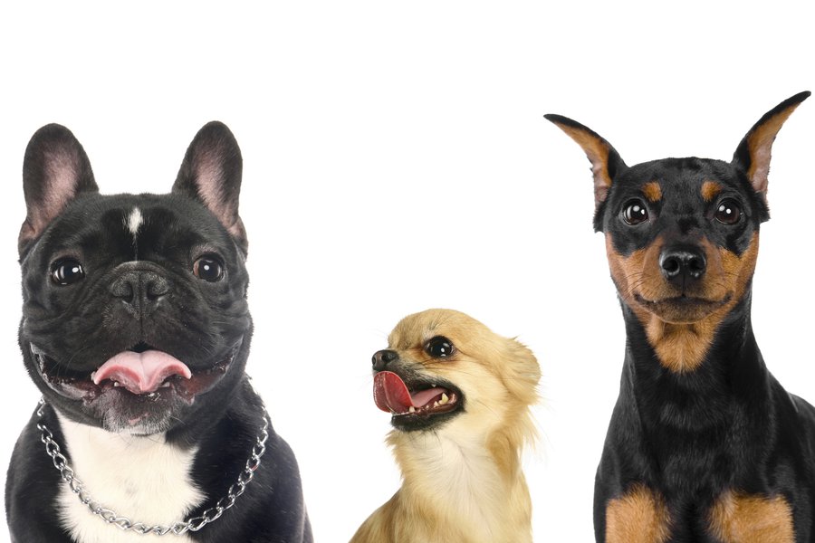 Breed in Spanish English to Spanish Translation