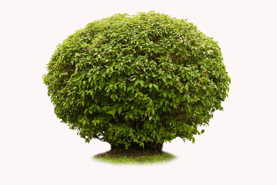 Bubh in Spanish English to Spanish Translation