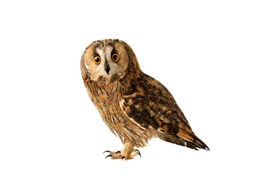 Bujho en inglés Traductor de español a inglés