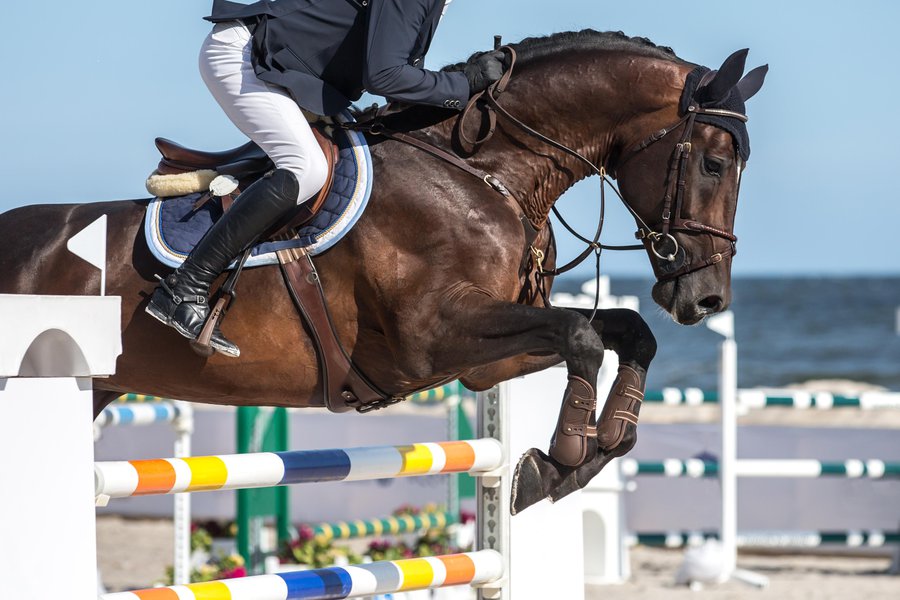 El Palo Spanish to English Translation