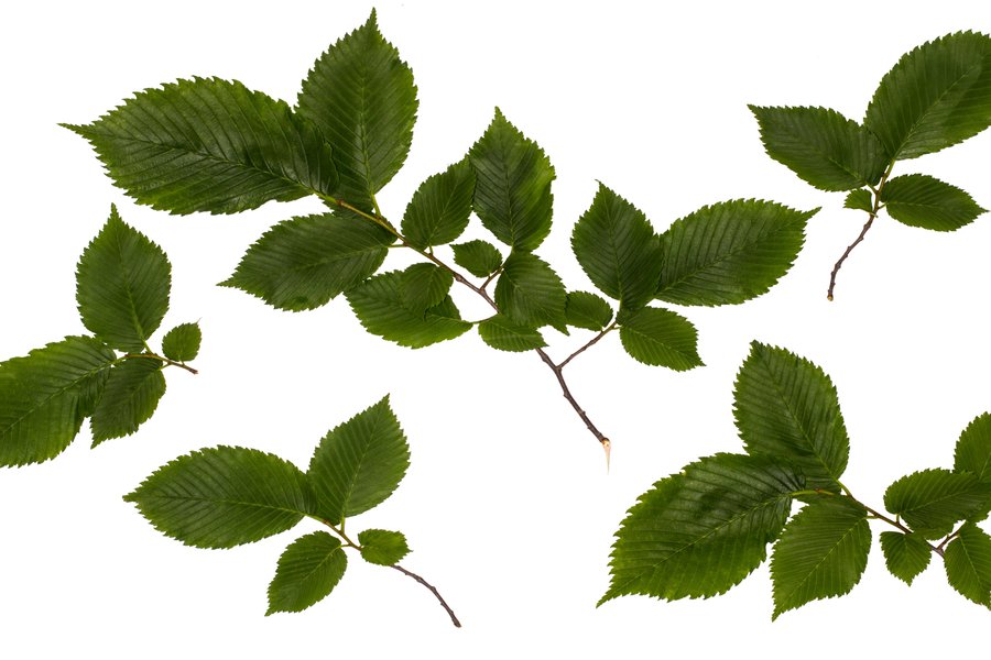 Hapel in Spanish English to Spanish Translation