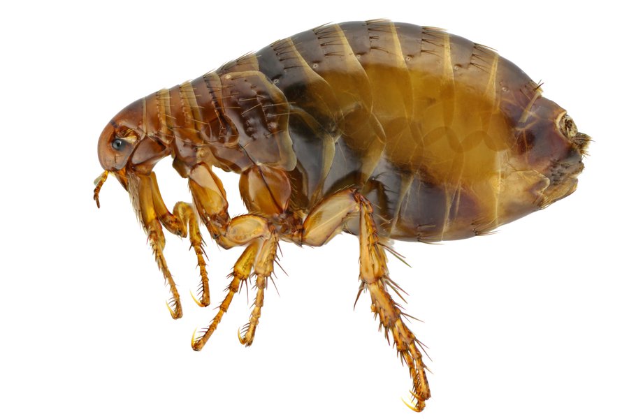 flea-in-spanish-english-to-spanish-translation-spanishdictionary